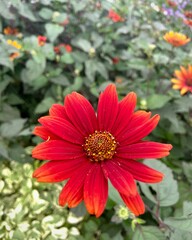 red heliopsis flower in the garden