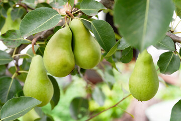 Pears among leaves. Pear on a branch. Green unripe fruits close up. Fruit garden. Selective focus