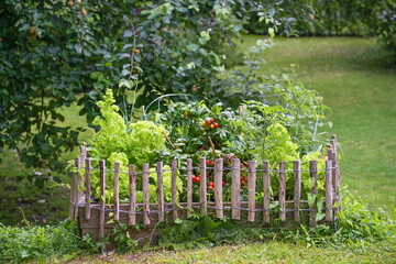 Wooden raised vegetable bed with tomato plants and lettuce, bordered with a small fence in a...