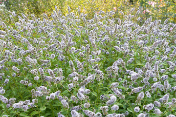 Mentha spicata flowers in the garden. Summer day.