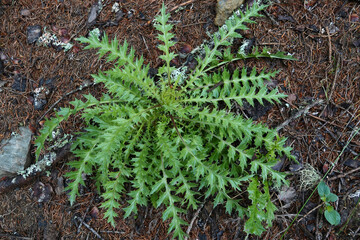 Closeup on a single Silver thistle, Carlina acaulis growing in the forest floor in the Austrian alps