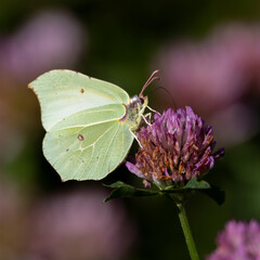 brimstone butterfly on flower