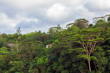 Fototapeta na wymiar Tropical rainforest landscape in Mahe island, Seychelles