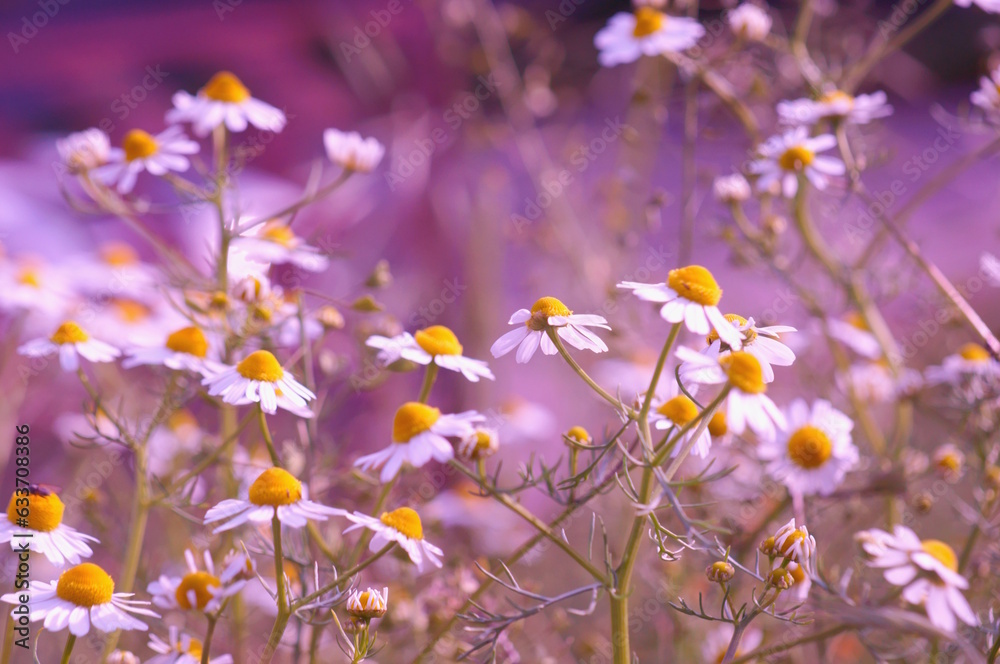 Canvas Prints White flowering chamomile. Beautiful wildflowers. Medicinal packaging.