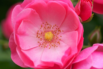 Beautiful wild rose close-up. Natural background.