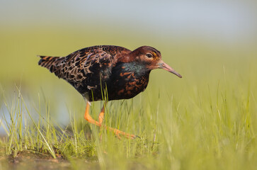 Ruff - male bird at a wetland on the mating season in spring