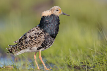 Ruff - male bird at a wetland on the mating season in spring