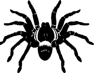 Arizona Blonde Tarantula icon