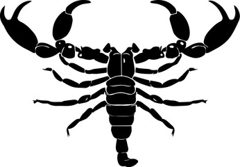 scorpion isolated on white background