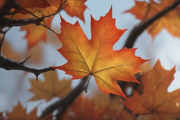 maple leaves, autumn flora
