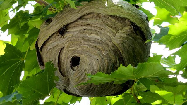 Bald-faced hornets (Wasps) methodically continue to build an active nest.