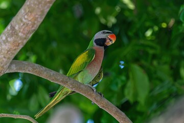 Red-breasted Parakeet 绯胸鹦鹉