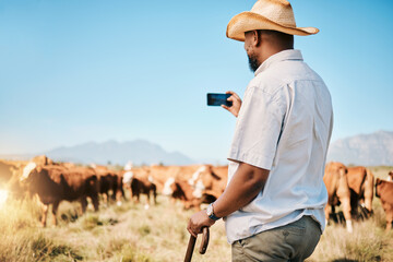 Agriculture, farmer or black man on farm taking photo of livestock or agro business in countryside. Picture, dairy production or African person farming cattle herd or cows on outdoor grass field