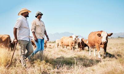 Farmer, men and team, cow and agriculture with livestock, sustainability and agro business in countryside. People in farm collaboration, industry and environment with cattle herd and animals outdoor - obrazy, fototapety, plakaty