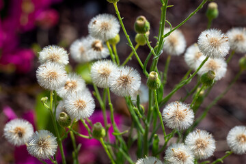 Close-up of Horseweed. Erigeron Sumatrensis.