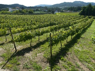 Fototapeta na wymiar Green grapes plantation wine agriculture
