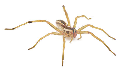 Rabid Wolf Spider - Rabidosa Rabida - is found mainly in the Eastern and Southern parts of the...