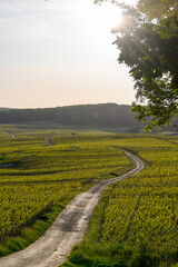 Panoramic view on green premier cru champagne vineyards in village Hautvillers near Epernay, Champange, France