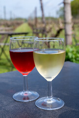 Tasting of white and rose wine on Dutch winery and vineyard in North Brabant, Netherlands, rows on growing grape plants