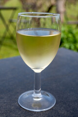 Tasting of white wine on Dutch winery and vineyard in North Brabant, Netherlands, rows on growing grape plants