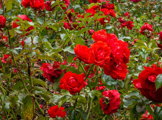 Red roses background. Flowers close view wallpaper