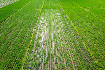 hybrid rice seed production paddy field