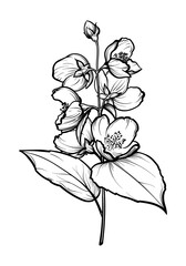 A sprig of jasmine with flowers. Jasmine vector illustration.