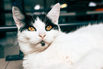 Furry friend Ghengis