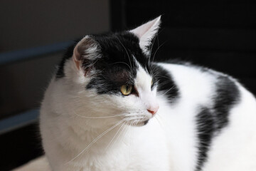 Furry friend Ghengis