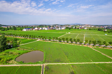 South China summer rural field scenery