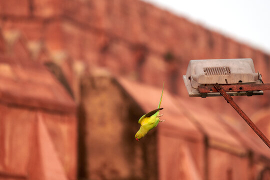 Indian ringneck parrot green feathering takes off lamppost Agra Red Fort background, green rose ringed parakeet near streetlight, cute little green bird flies for feeding from tourists in landmark - Powered by Adobe