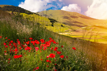 Poppy flowers blooming on summer meadow in mountain valley