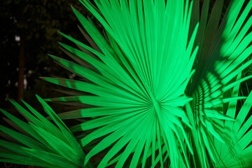 Sabal palmetto green leaves at night lighting in park, beautiful saturated green plant cabbage palm foliage in night illumination, coryphoideae palm family plant grows in backyard park