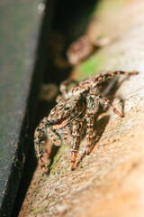 Jump spider on a trunk