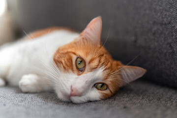 brown and white cat with yellow eyes on a gray sofa. close up