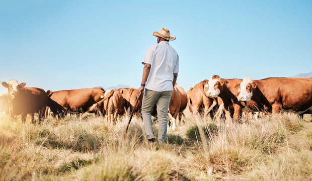 Farm, black man and cow, agriculture and livestock, sustainability and agro business in countryside with back. Farmer with mission, field and industry, environment with cattle herd and animal outdoor