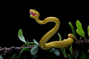 The Yellow White-lipped Pit Viper (Trimeresurus insularis) closeup on branch with black background, Yellow White-lipped Pit Viper closeup