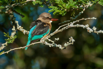 Brown hooded Kingfisher, Kruger National Park, South Africa.