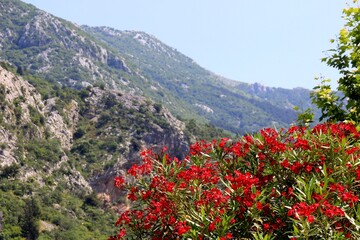 Red Oleander flowers bush on mountain background in summer time, Kotor Montenegro