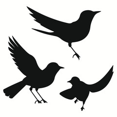 Nightingale silhouettes and icons. Black flat color simple elegant Nightingale animal vector and illustration.