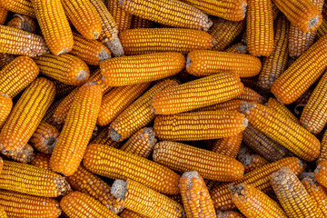 Fototapeta na wymiar heaps of neglected corn crops, moldy corn cobs