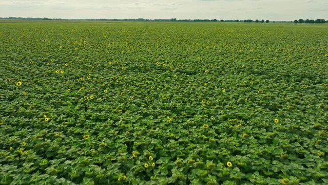 grass aerial camera corn field agriculture food summer nature wind