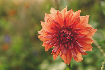Beautiful dahlia flower in autumn natural garden. Close up on big pastel red dahlia flower in sunny green garden. Floral wallpaper, space for text