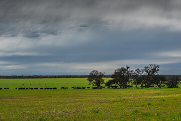 Fototapeta premium Lonely tree in Pampas Landscape, La Pampa province, Patagonia, Argentina