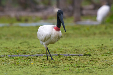 Jabiru Stork, in wetland environment, La Estrella Marsh, Formosa Province, Argentina.