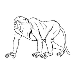 Mono narigudo, chimpancé, mono, primate, mono