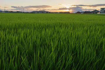 Rice ears bearing fruit, harvest, agriculture, paddy field