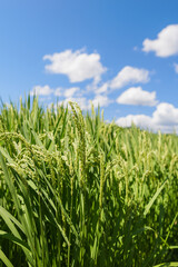 Fototapeta na wymiar Rice ears bearing fruit, harvest, agriculture, paddy field