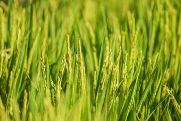 Rice ears bearing fruit, harvest, agriculture, paddy field