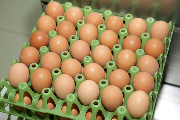 Fresh brown eggs on a transportation line on a modern poulty factory